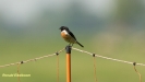 ROODBORST TAPUIT 2018