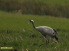 KRAANVOGEL