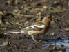 VINK