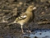 VINK