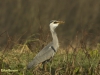 BLAUWE REIGER 2016