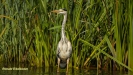 BLAUWE REIGER 2016