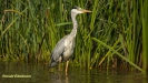 BLAUWE REIGER 2016