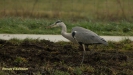 BLAUWE REIGER 2016