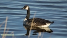 GROTE CANADESE GANS 2017