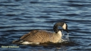GROTE CANADESE GANS 2017