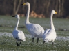 KLEINE EN WILDEZWAAN