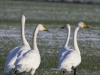 WILDE ZWAAN
