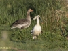 LEPELAAR EN GRAUWE GANS