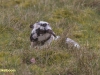 DRENTSHEIDESCHAAP