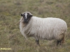 DRENTSHEIDESCHAAP