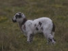 DRENTSHEIDESCHAAP