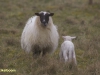 DRENTSHEIDESCHAAP