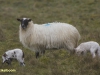 DRENTSHEIDESCHAAP