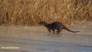 VISOTTER 2021