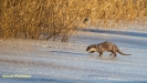VISOTTER 2021