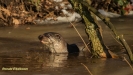 VISOTTER 2021