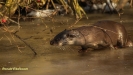 VISOTTER 2021