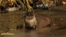 VISOTTER 2021