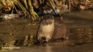 VISOTTER 2021