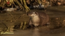 VISOTTER 2021