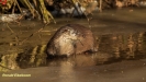 VISOTTER 2021