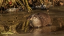 VISOTTER 2021