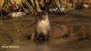 VISOTTER 2021