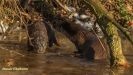 VISOTTER 2021