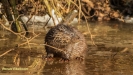VISOTTER 2021