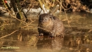 VISOTTER 2021