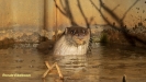 VISOTTER 2021