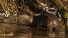 VISOTTER 2021