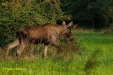 FOTO,S NATUURPARK LELYSTAD 2023