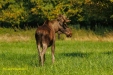 FOTO,S NATUURPARK LELYSTAD 2023