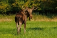 FOTO,S NATUURPARK LELYSTAD 2023