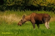 FOTO,S NATUURPARK LELYSTAD 2023
