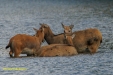 FOTO,S NATUURPARK LELYSTAD 2023