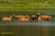 FOTO,S NATUURPARK LELYSTAD 2023