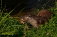 FOTO,S NATUURPARK LELYSTAD 2023