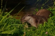 FOTO,S NATUURPARK LELYSTAD 2023