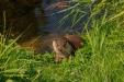 FOTO,S NATUURPARK LELYSTAD 2023