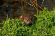 FOTO,S NATUURPARK LELYSTAD 2023