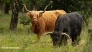 SCHOTSE HOOGLANDERS 2019