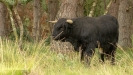 SCHOTSE HOOGLANDERS 2019