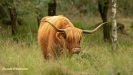 SCHOTSE HOOGLANDERS 2019