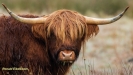 SCHOTSE HOOGLANDER 2021