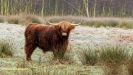SCHOTSE HOOGLANDER 2021