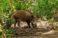 FOTO,S NATUURPARK LELYSTAD 2023