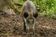 FOTO,S NATUURPARK LELYSTAD 2023